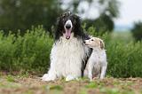 BARZOI 097